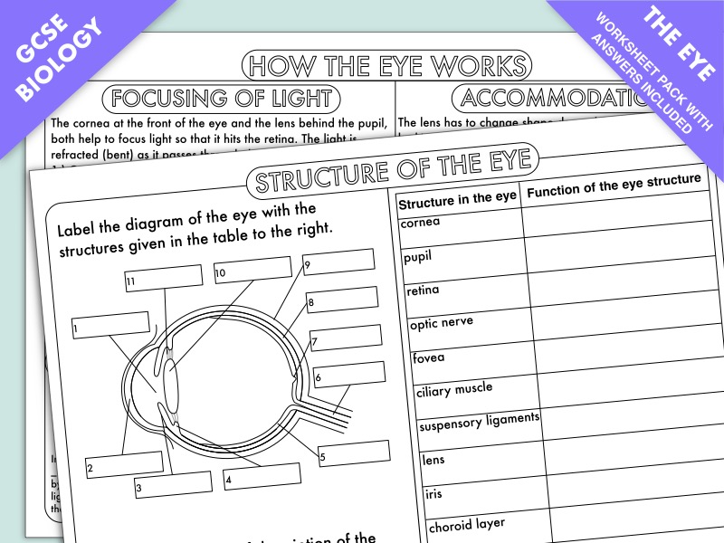 GCSE Biology: The Eye