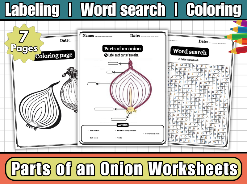 Parts of an Onion-Onion Anatomy Labeling Diagram,Worksheets,Coloring,Word Search-Plant Science