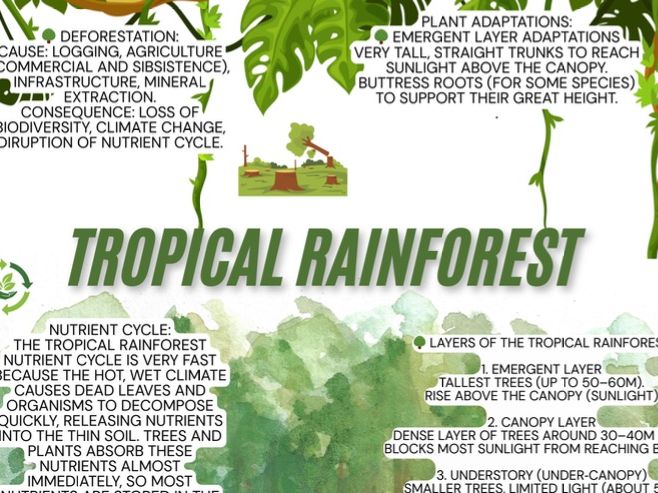 Tropical rainforest revision poster