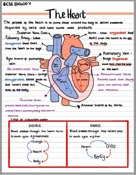 GCSE Biology The Heart Activity Teaching Resources