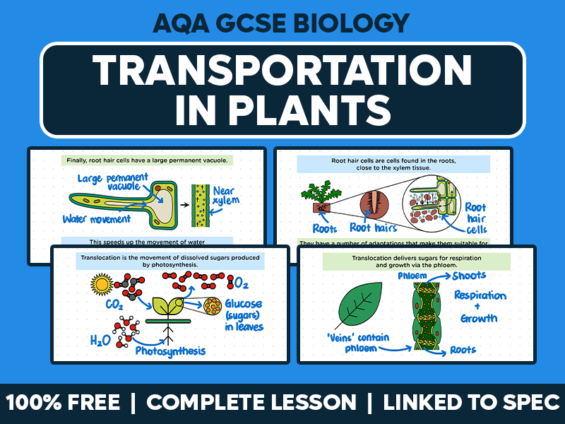 GCSE AQA Biology Complete Lesson - Transportation in Plants