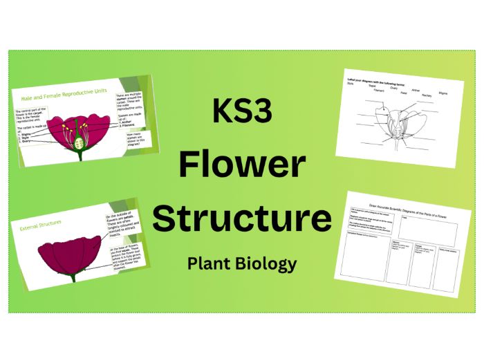 KS3 Flower Structure PPT and Dissection Worksheet