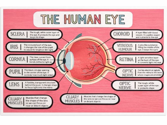 Human Eye Diagram Activity | Parts of the Eye Labeling | Light and Sight KS2 Science