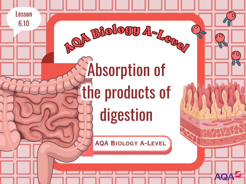 Absorption of the products of digestion - AQA A-Level Biology