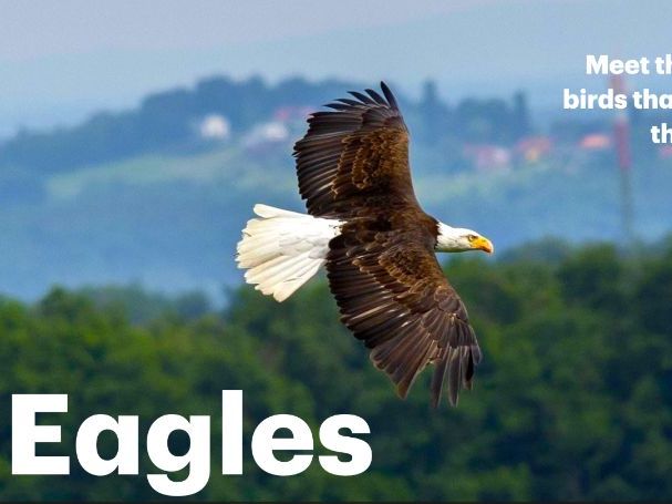 Eagles: Animated Keynote/PPT Presentation, Colorful Science
