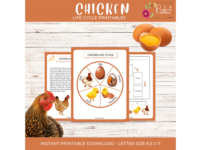 Life Cycle of Chickens Worksheet, Cut and Paste Activities and Fun Facts