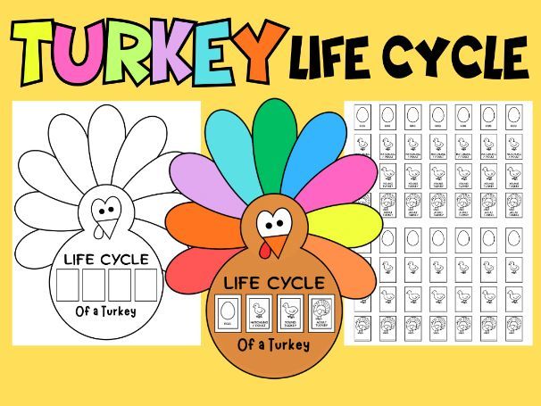 Turkey Life Cycle Craft :: Fall Thanksgiving Science Activity :: Turkey Crafts