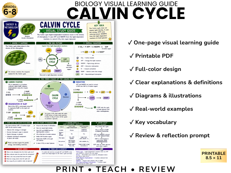 CALVIN CYCLE | Biology Visual Learning Guide | Grade 8 & Middle School Science