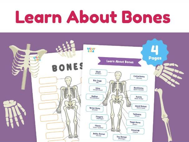 Learn About Bones | Human Skeletal System Worksheets for Kids