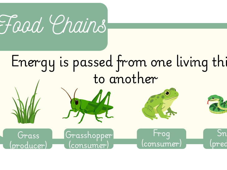 Science display board: Food, Digestion  & Ecosystems