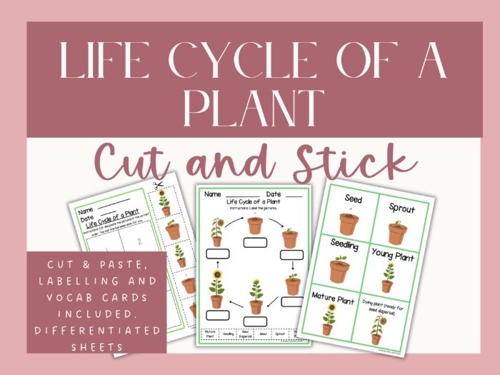 Plant Life Cycle Cut and Stick Labelling Activity Worksheets. KS1