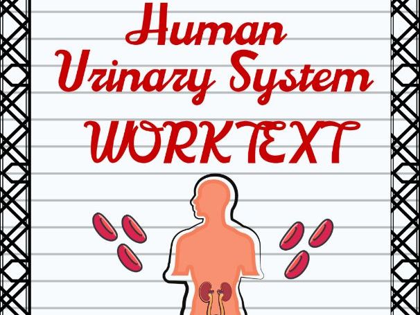 Human Urinary System Worktext Activity Sheets