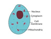 Year 7 Science Lessons - Booklets and PPT's