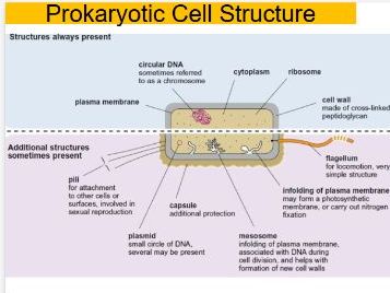 A Level Biology Prokaryotic Cells Lesson – Structure, Evolution & Endosymbiosis