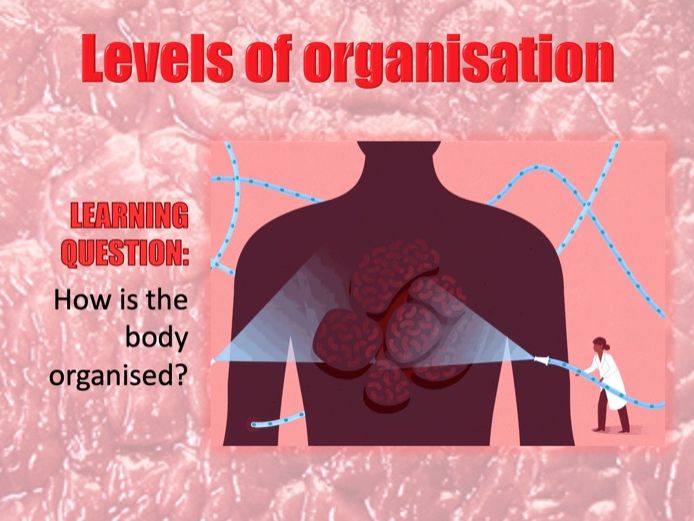 Levels of Organisation Teaching Resources