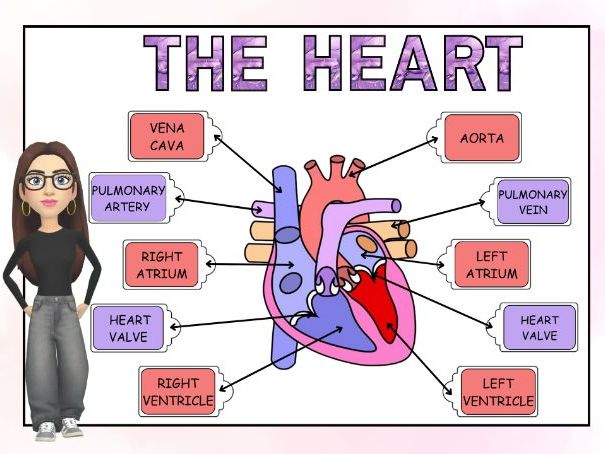The Heart Bulletin Display
