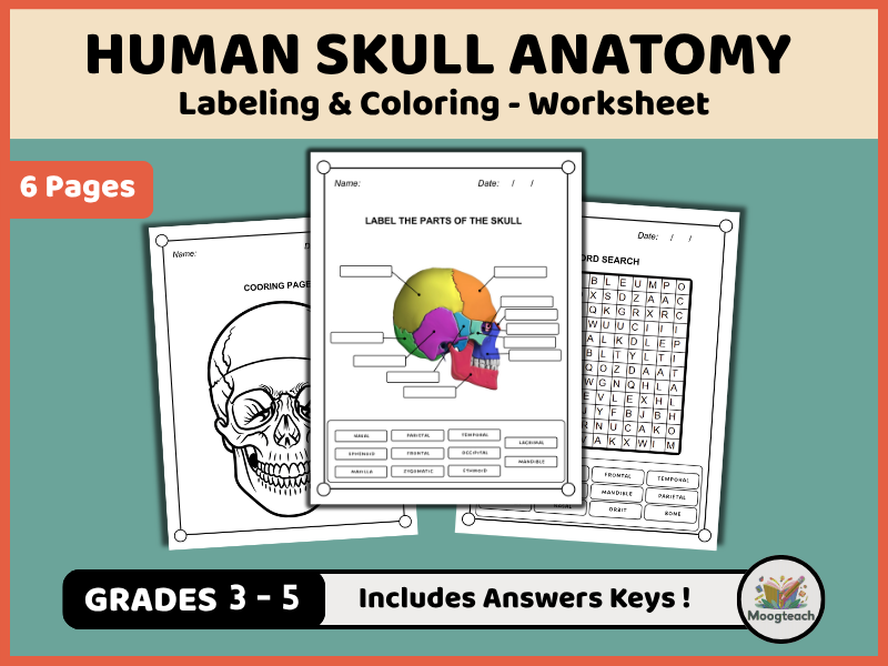 Human Skull Anatomy | Skeletal System | Labeling & Coloring | Biology | KS2 | KS3 | Science