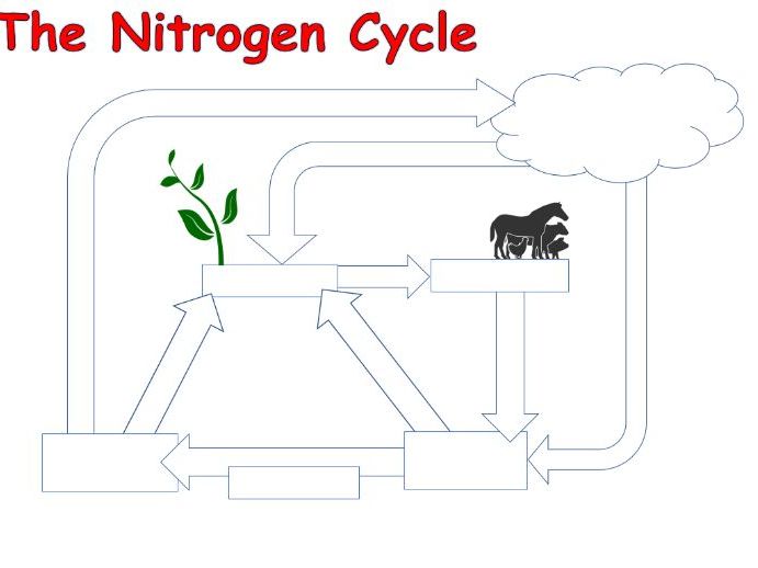 Student Activity Sheet The Nitrogen Cycle
