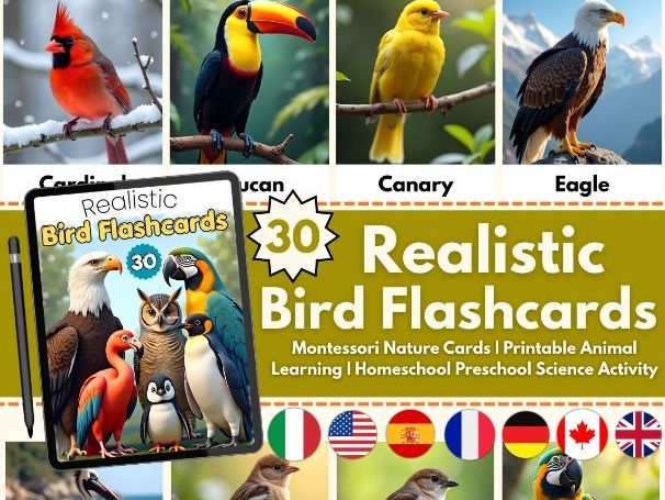 Realistic Bird Flashcards Gift for Kids | Montessori Nature Cards | Homeschool