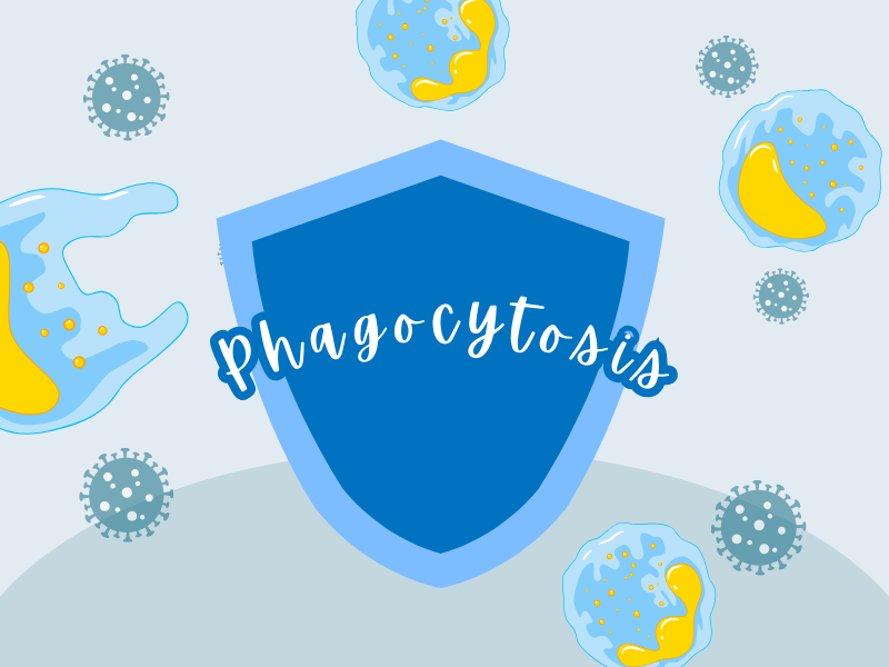 AQA A-Level Biology: Phagocytosis – First Line of Defence
