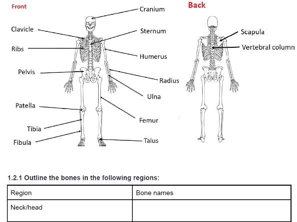 AQA (8582) GCSE PE Booklet-Musculoskeletal System.