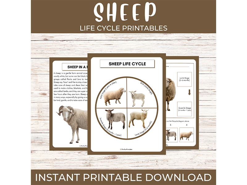 Life cycle of a Sheep | Farm Animals science unit study with fun facts!