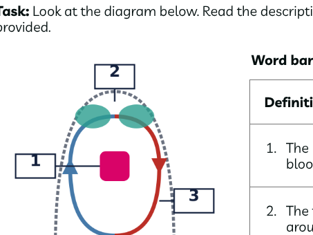 The circulatory system