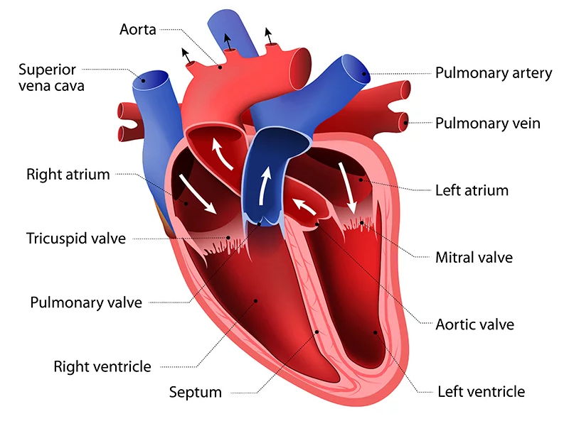 NCFE Level 3 Sport and Physical Activity - Anatomy & Physiology - Cardiovascular System (LO3)