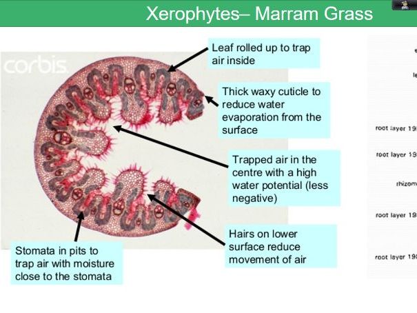 Transport in Plants - Chapter 9