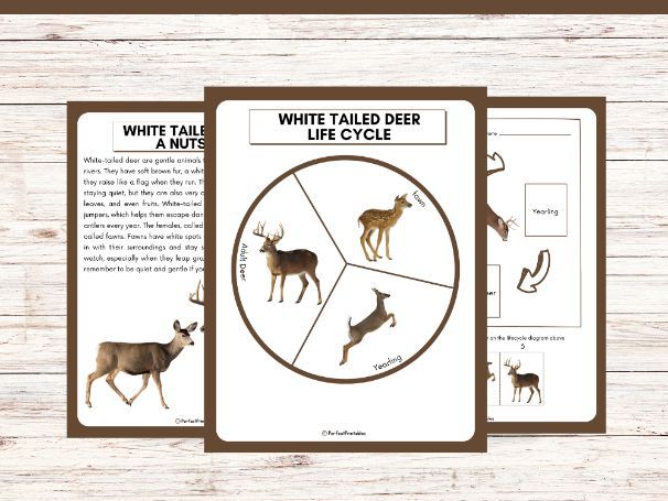 Life Cycle of a White Tailed Deer | Winter Animal Unit Study With Fun Facts!