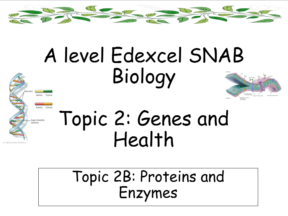 Edexcel SNAB Biology - Topic 2: Genes and Health - Topic 2B: Proteins ...