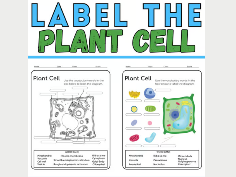 Label the Plant Cell: Botany Coloring Activity End of year Activities