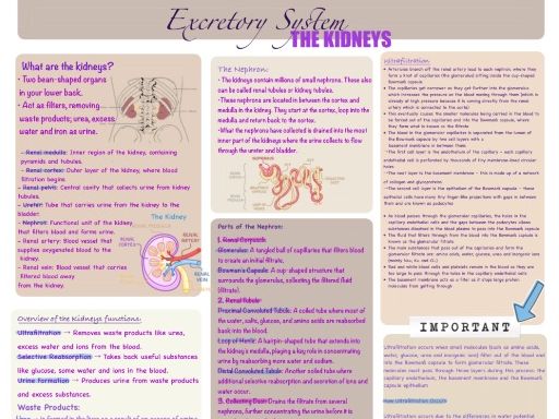Excretory System: The Kidneys (IGCSE&A LEVEL)