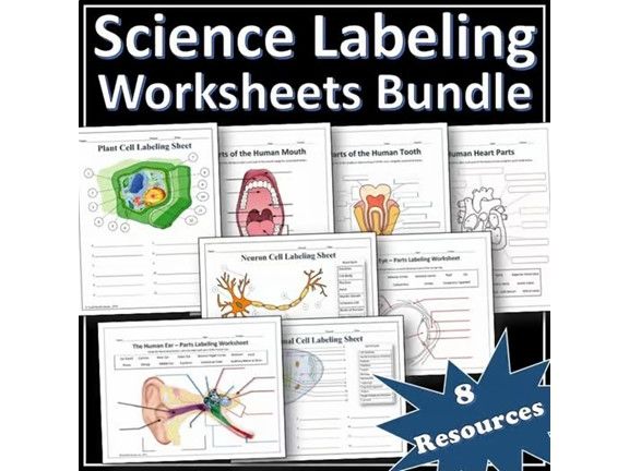 Science / Biology / Anatomy Labeling Worksheet Bundle | Activities | EDITABLE