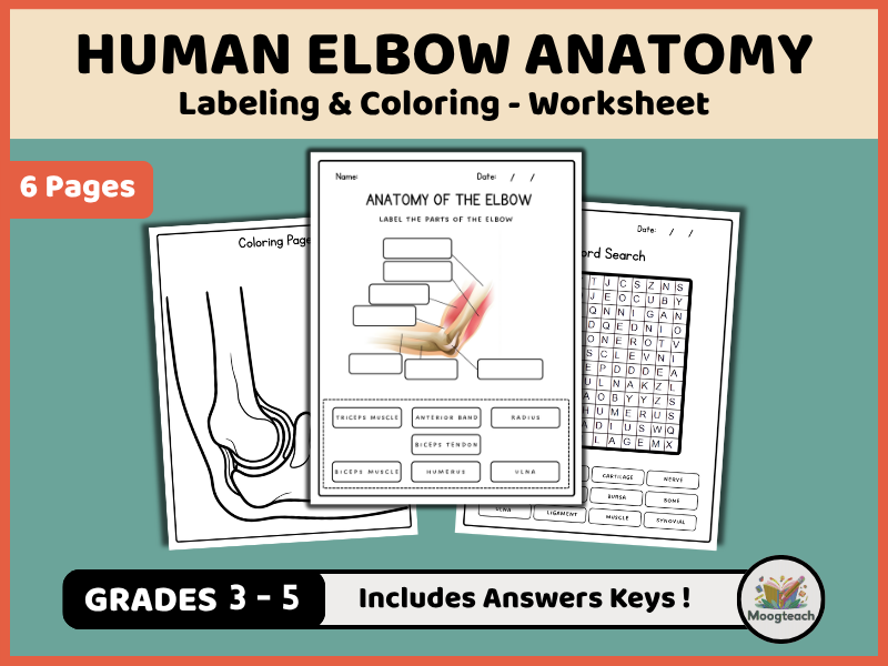 Elbow Anatomy | Skeletal System | Labeling | Biology | Coloring Worksheet | KS2 | KS3 | Science