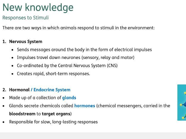 Human endocrine system