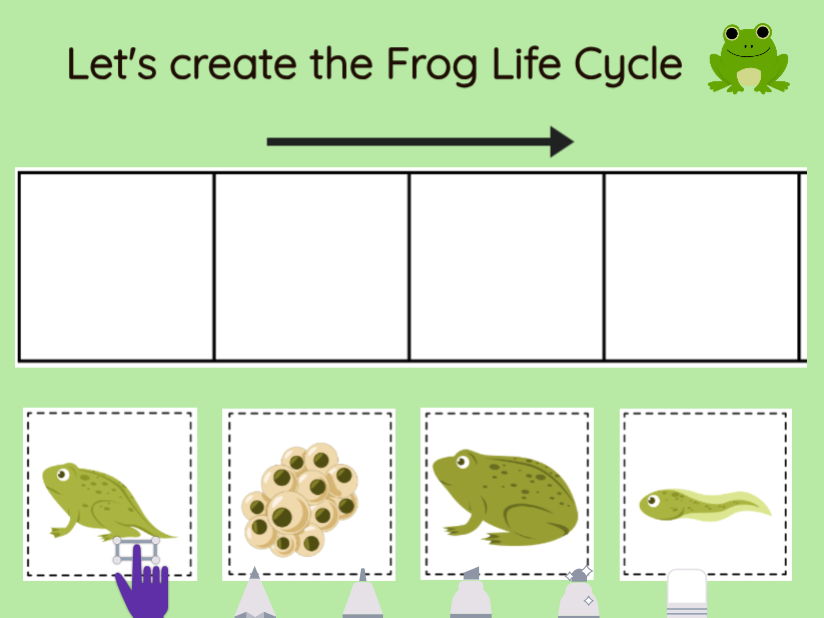 EYFS Seesaw Activity - Frog Life Cycle
