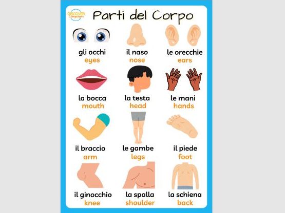 Italian Parts of the Body Vocabulary Poster Worksheets Wordsearch Activity