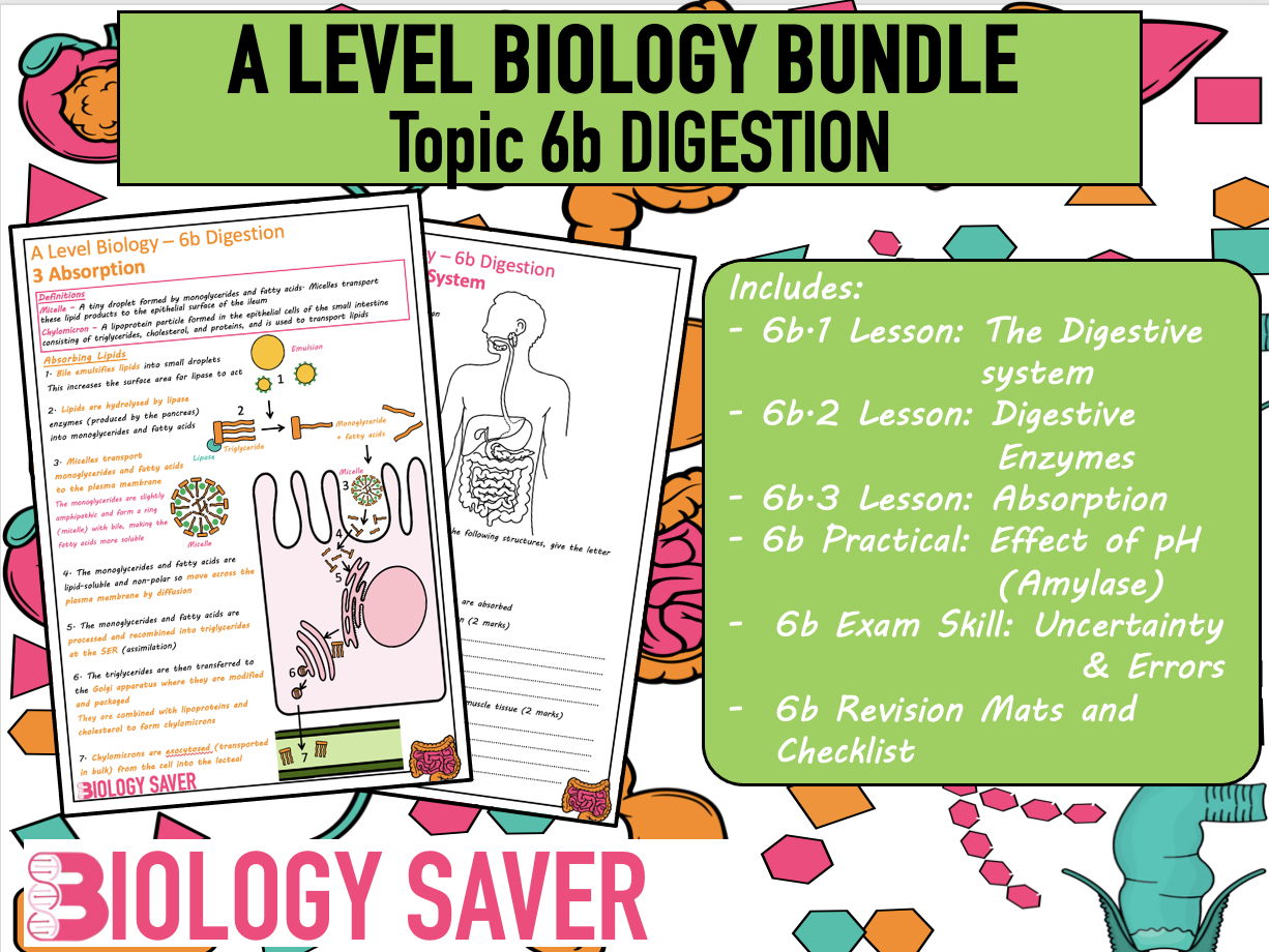 A Level Bio Bundle - 6b Digestion