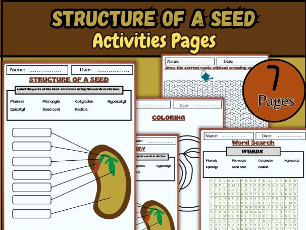 Structure of a Seed/Parts of a Seed/Plant Biology/Life Science