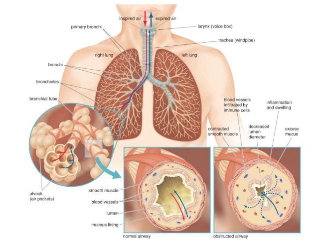 A Level Biology - Respiration