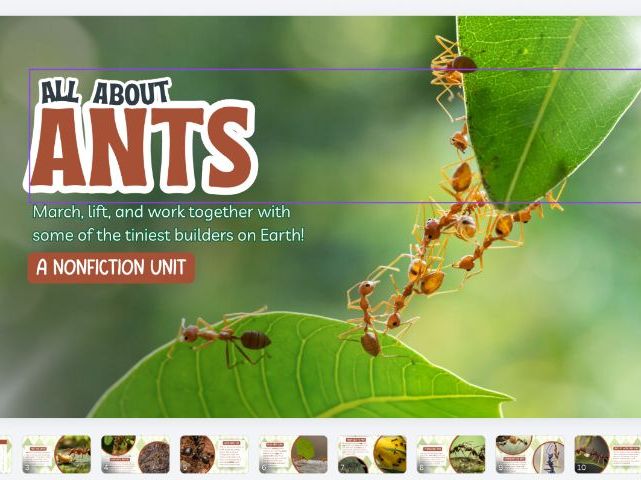 All About Ants Comprehension Worksheets | KS1 Reading
