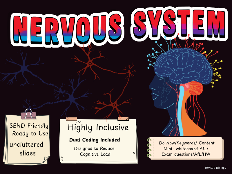 GCSE Biology Nervous System Lesson | Paper 2 |  Dual Coding, AFL& Do Now