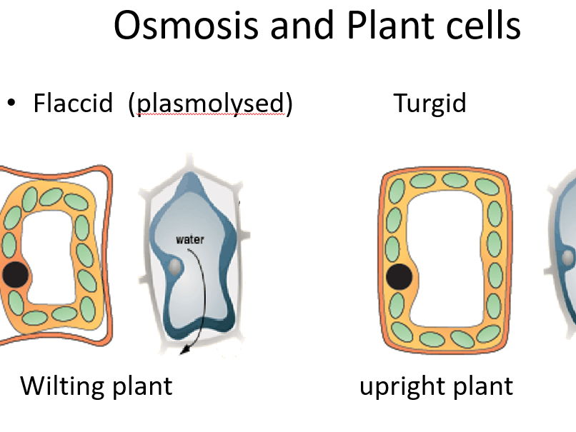 AQA GCSE Biology - Osmosis