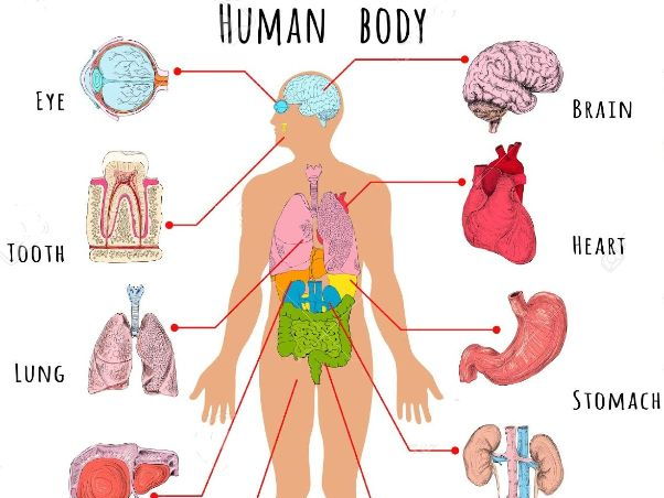 Human Body Organs By Betaeducation Teaching Resources