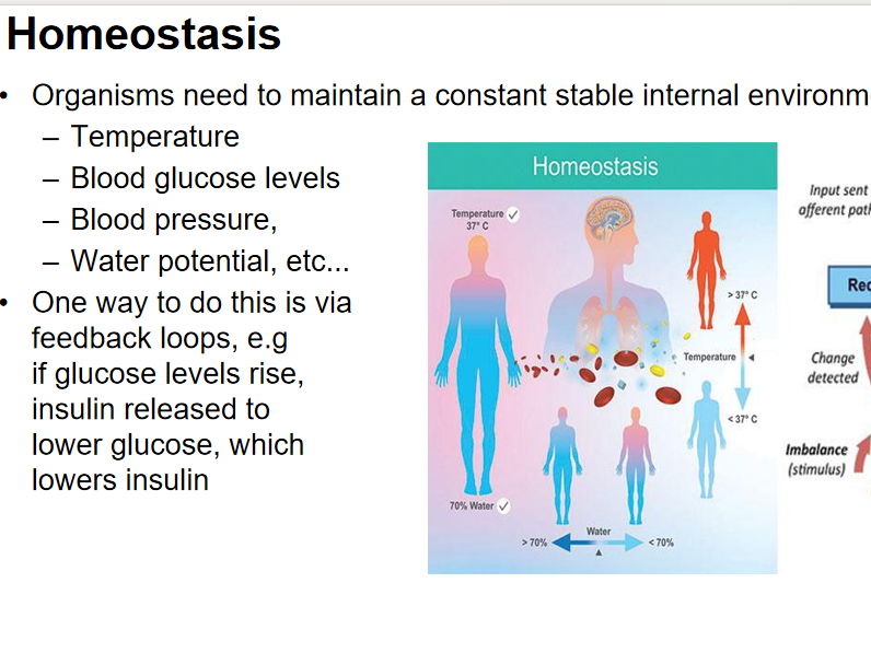 Kidney Homeostasis AQA AL + Exam Questions