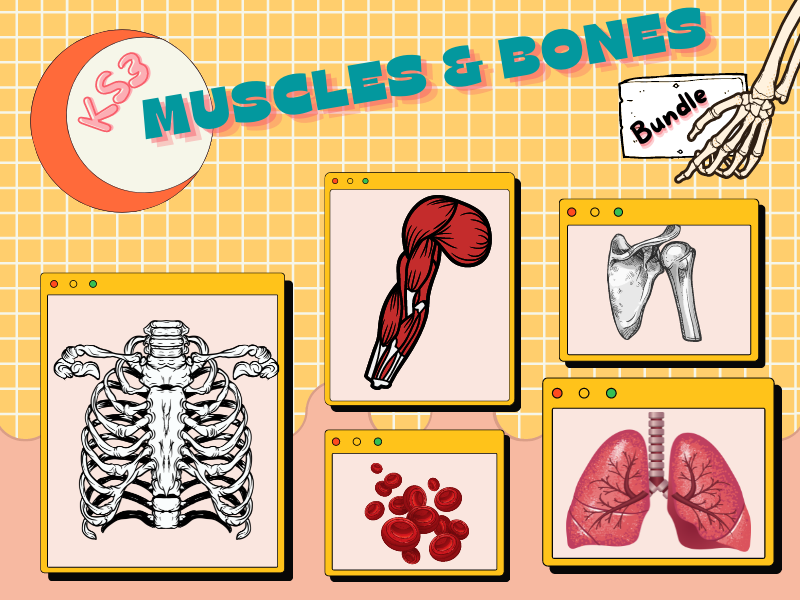 KS3 Muscles and Bones - Bundle | Teaching Resources