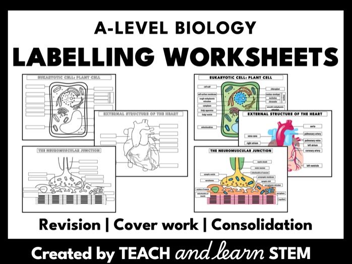 Labelling Diagrams Worksheets A-level Biology