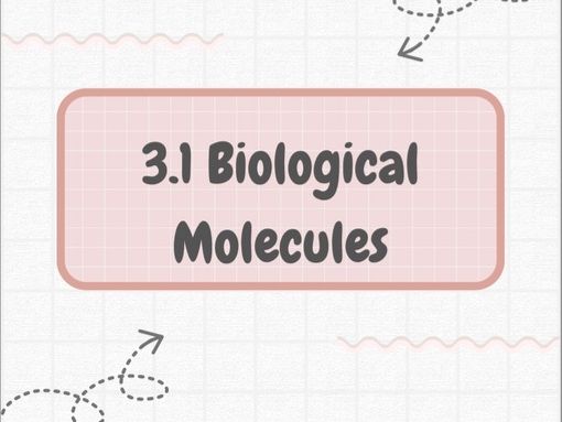AQA A-Level Biology Notes — 3.1 Biological Molecules (28 pages)