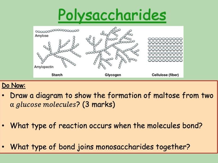 Edexcel IAL Biology Topic 1A - Lesson 6 - Polysaccharides